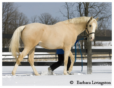 Godolphin Golden Time